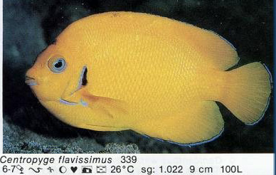 Centropyge flavissimus